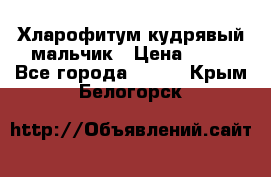 Хларофитум кудрявый мальчик › Цена ­ 30 - Все города  »    . Крым,Белогорск